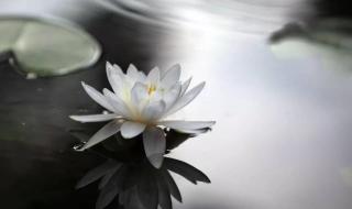 心是莲花开 心是莲花开